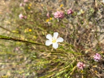 Leptosiphon liniflorus