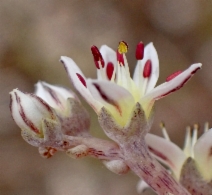 Dudleya blochmaniae ssp. blochmaniae