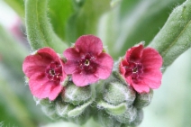 Cynoglossum officinale