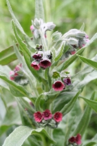 Cynoglossum officinale