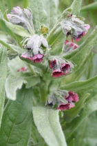Cynoglossum officinale
