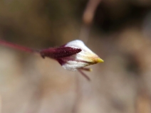 Cordylanthus tenuis ssp. brunneus