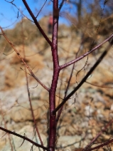 Cordylanthus tenuis ssp. brunneus