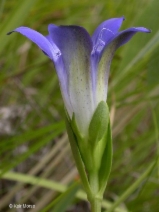 Gentiana setigera