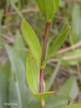 Gentiana setigera