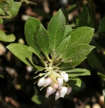 Arctostaphylos nevadensis
