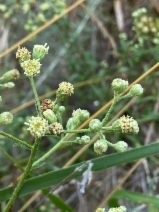Baccharis plummerae ssp. plummerae