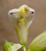 Cordylanthus rigidus