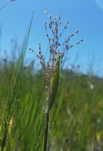 Panicum acuminatum