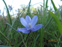Dipterostemon capitatus ssp. lacuna-vernalis