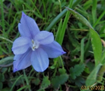 Dipterostemon capitatus ssp. lacuna-vernalis