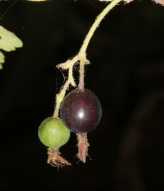 Ribes divaricatum var. pubiflorum