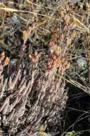 Dudleya abramsii ssp. bettinae