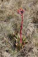 Dudleya palmeri