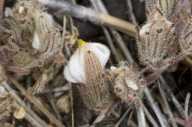 Cordylanthus nidularius