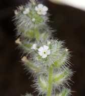 Cryptantha barbigera var. barbigera