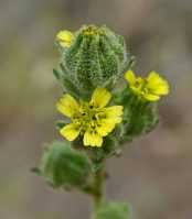 Madia sativa