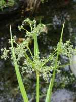 Scirpus microcarpus