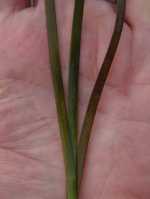 Zostera marina