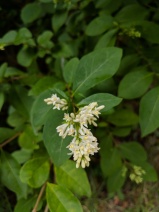 Ligustrum ovalifolium - Calflora