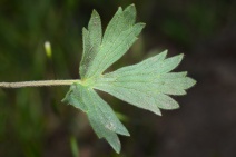 Ranunculus californicus