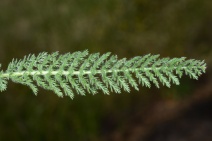 Achillea millefolium