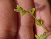 Triodanis biflora