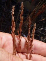 Festuca octoflora