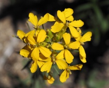 Erysimum franciscanum