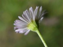 Erigeron karvinskianus