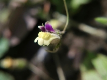 Kickxia spuria