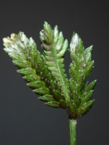 Eleusine tristachya