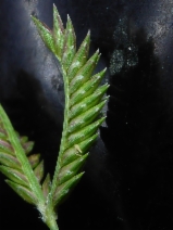 Eleusine tristachya