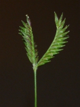 Eleusine tristachya