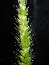 Setaria parviflora