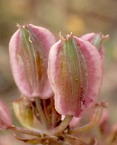 Lomatium parvifolium