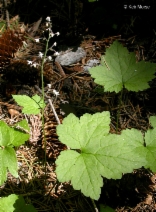 Tiarella trifoliata