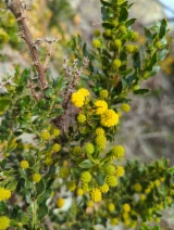 Acacia paradoxa