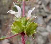 Acanthomintha obovata ssp. obovata