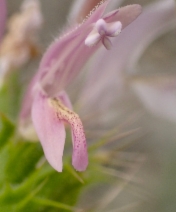 Acanthomintha obovata ssp. obovata