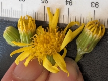 Senecio flaccidus var. douglasii