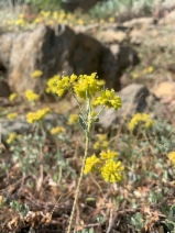 Eriogonum umbellatum var. nelsoniorum