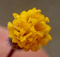 Layia discoidea