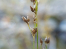 Juncus macrophyllus