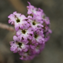 Abronia umbellata var. breviflora