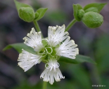 Silene campanulata ssp. glandulosa