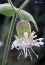 Silene campanulata ssp. glandulosa