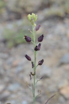 Streptanthus barbatus