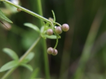Galium trifidum ssp. columbianum