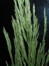 Leptochloa fusca ssp. fascicularis